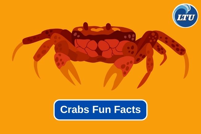 Get To Know About 7 Fun Facts of Crabs